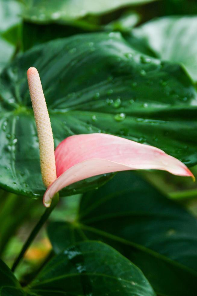 flores de antúrio e gotas de orvalho da manhã folhas verdes foto