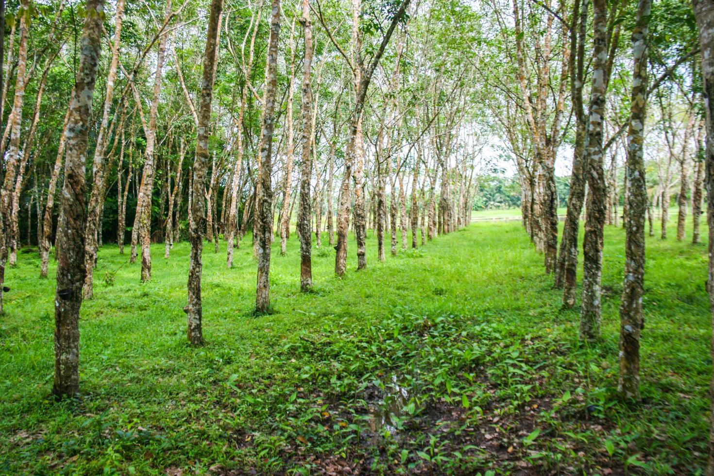 plantação de borracha na zona rural do sul da tailândia foto