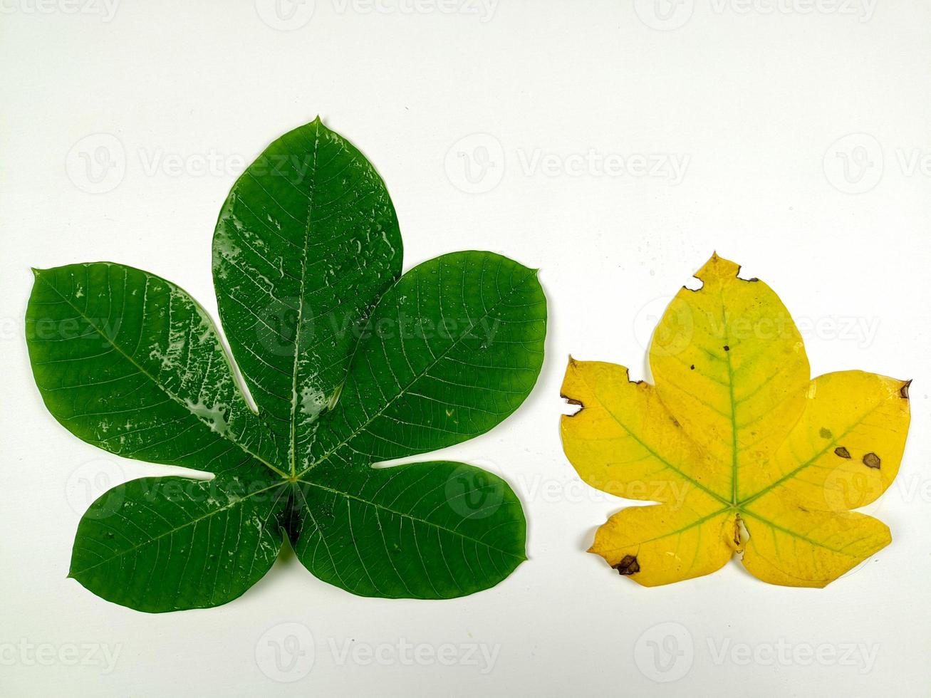 as folhas tropicais são verdes e amarelas isoladas em um fundo branco. foto