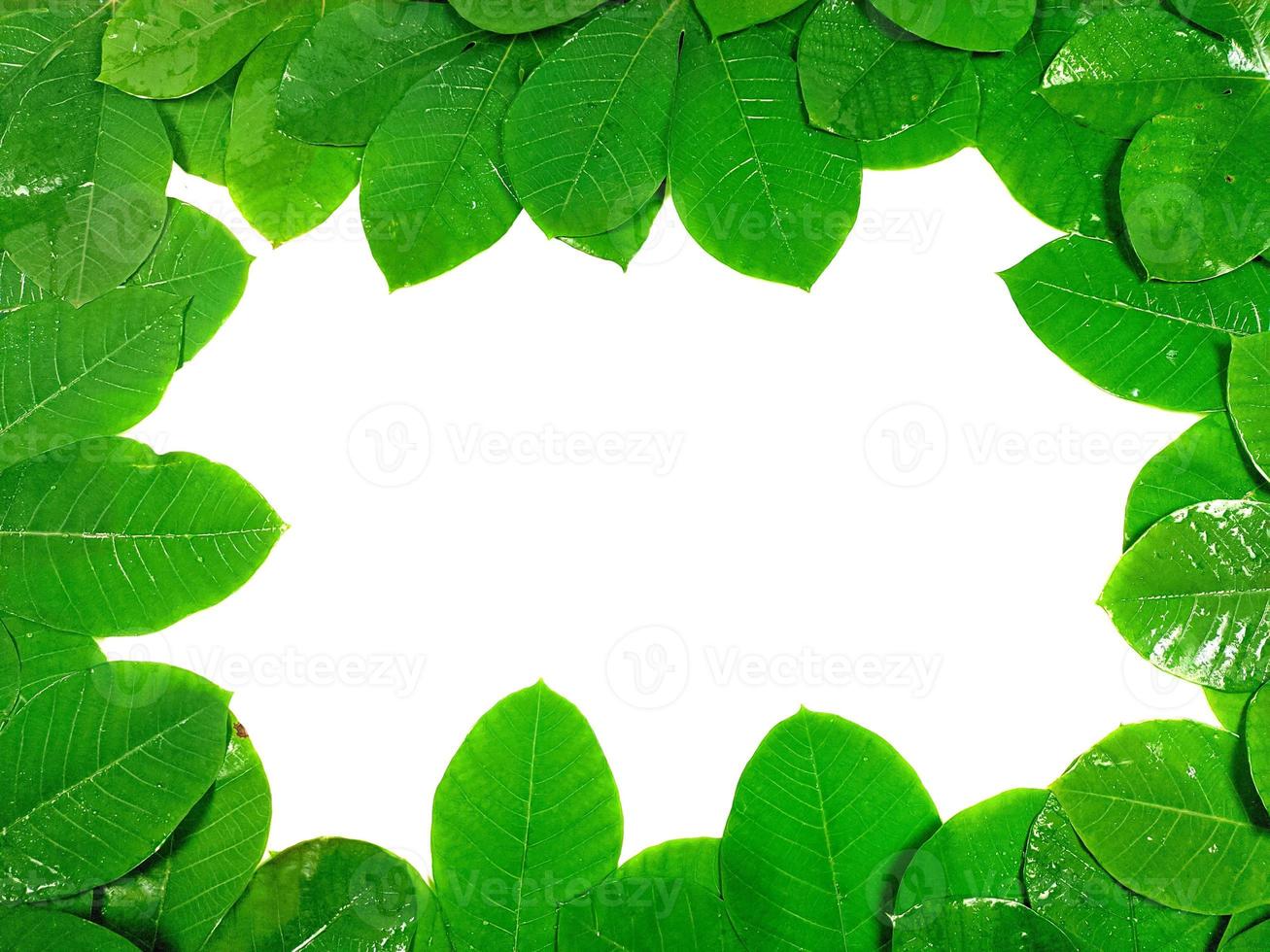 folhas tropicais verdes são colocadas em um fundo branco com parte do layout da folha e espaço para cópia no centro. foto