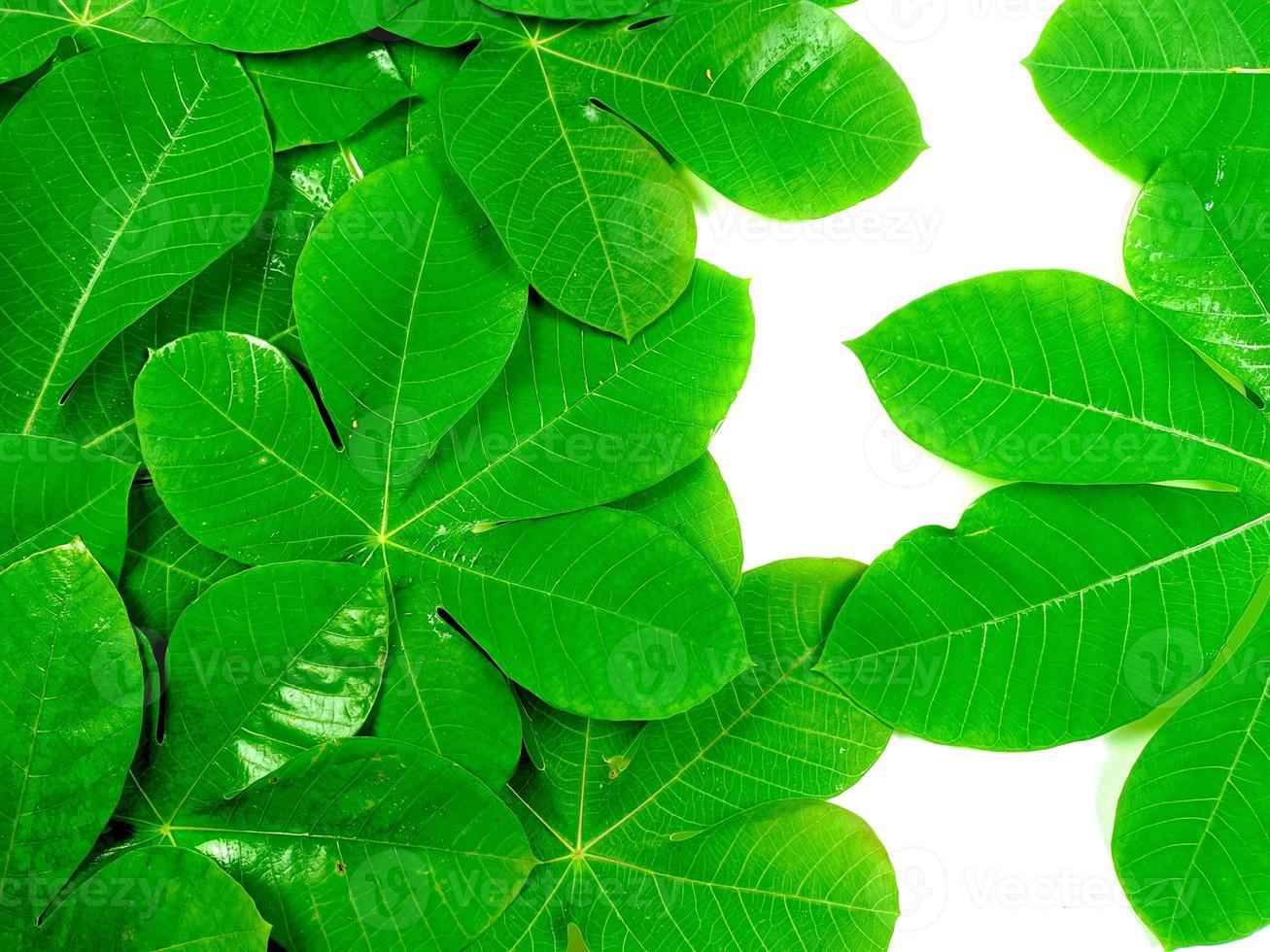 folhas tropicais verdes são colocadas em um fundo branco com layout de espaço de cópia foto