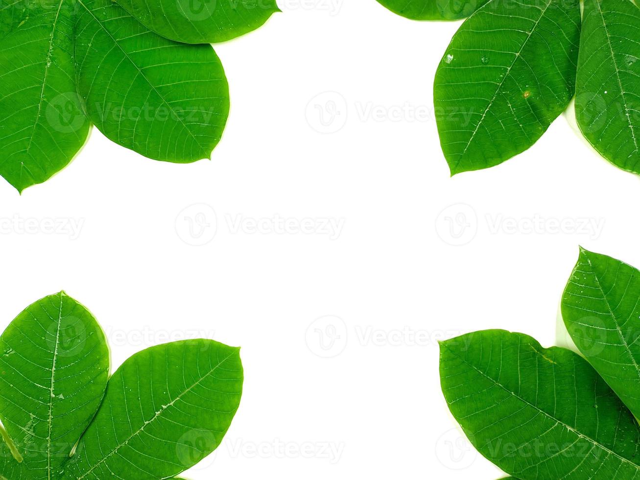 folhas tropicais verdes são colocadas em um fundo branco com parte do layout da folha e espaço para cópia. foto