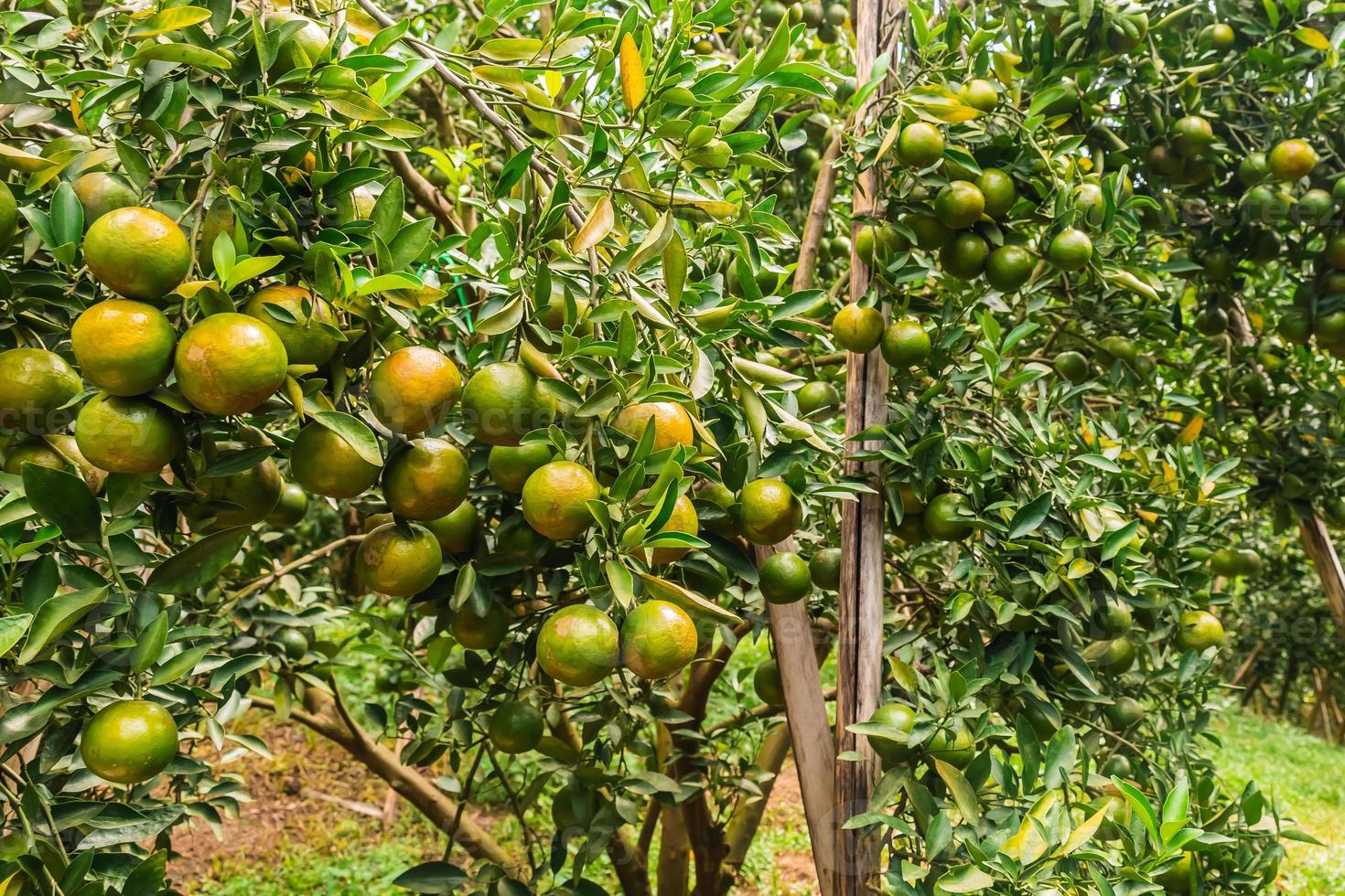 closeup de satsumas bang mot tangerina amadurecendo na árvore foto