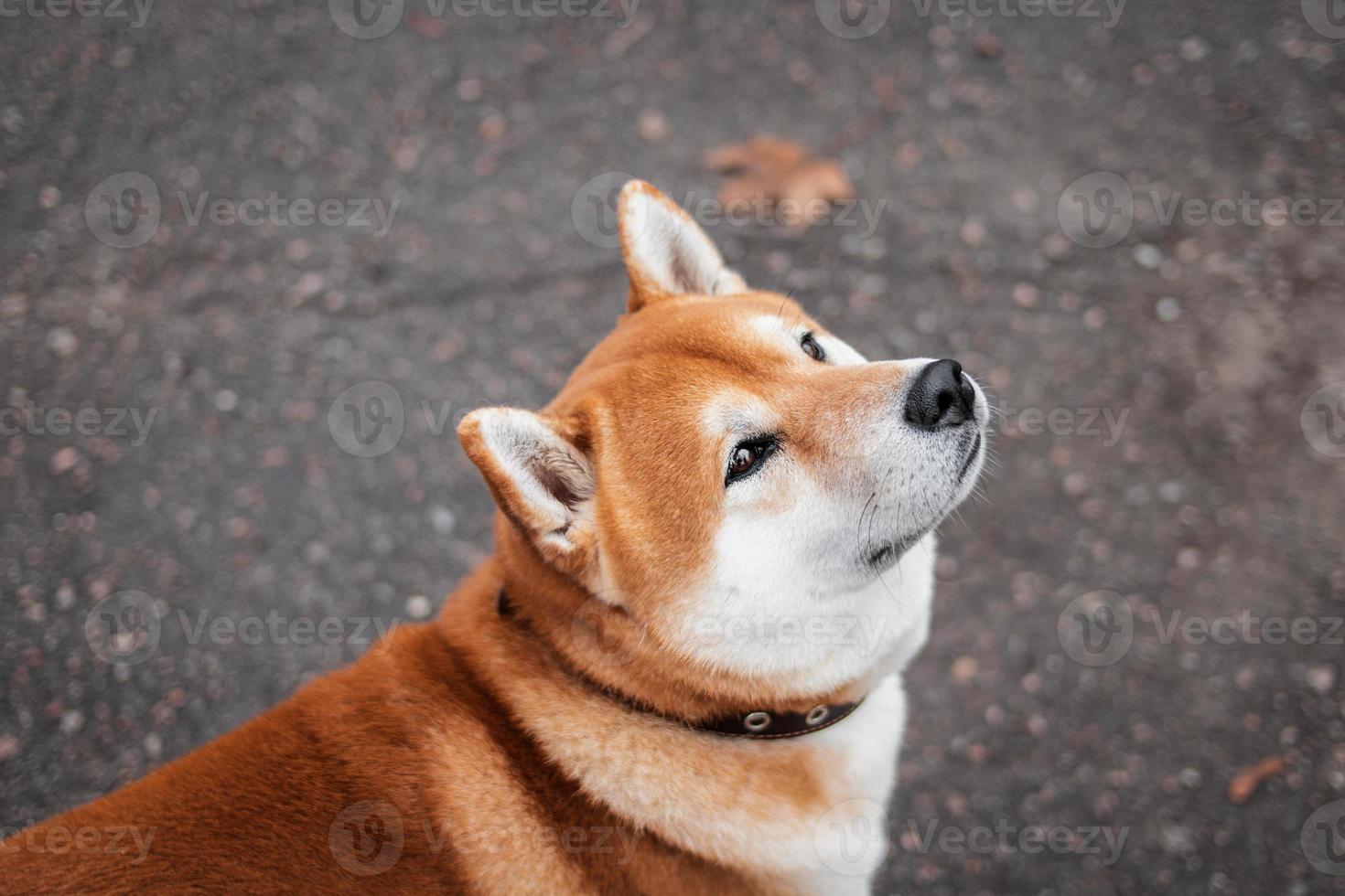 retrato de um cão de raça japonesa shiba inu andando em um parque nebuloso outono. cachorro ucraniano shiba inu kent foto