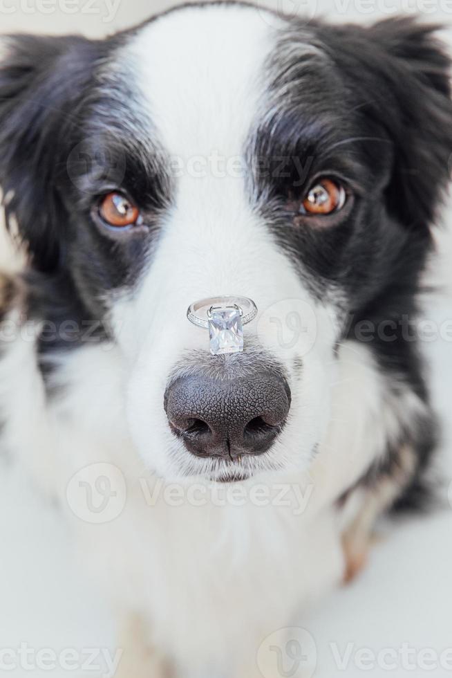 Você quer se casar comigo. retrato engraçado de cachorrinho fofo border collie segurando a aliança de casamento no nariz isolado no fundo branco. noivado, casamento, conceito de proposta foto