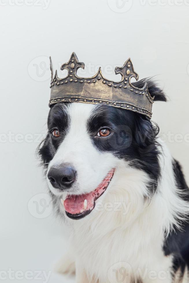 cachorrinho fofo com cara engraçada border collie usando coroa de rei isolada no fundo branco. retrato de cachorro engraçado em traje real no carnaval ou halloween. feiticeiro ou príncipe do senhor do cão, tema do poder do cão. foto