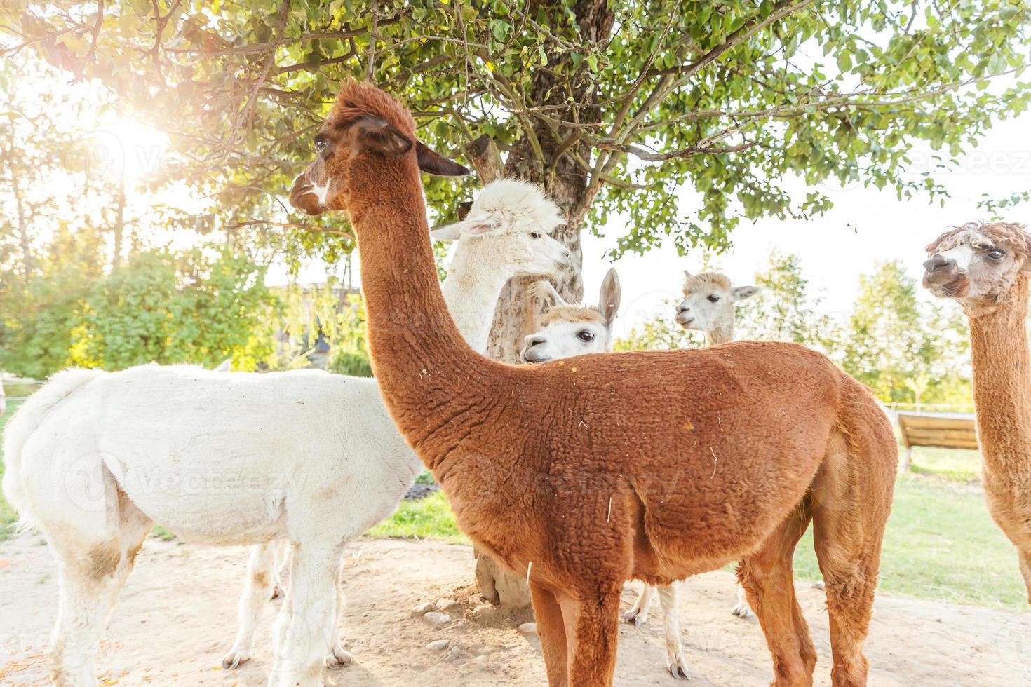 alpaca bonito com cara engraçada relaxante no rancho em dia de verão. alpacas domésticas pastando no pasto em fundo de campo de fazenda eco natural. cuidados com animais e conceito de agricultura ecológica foto