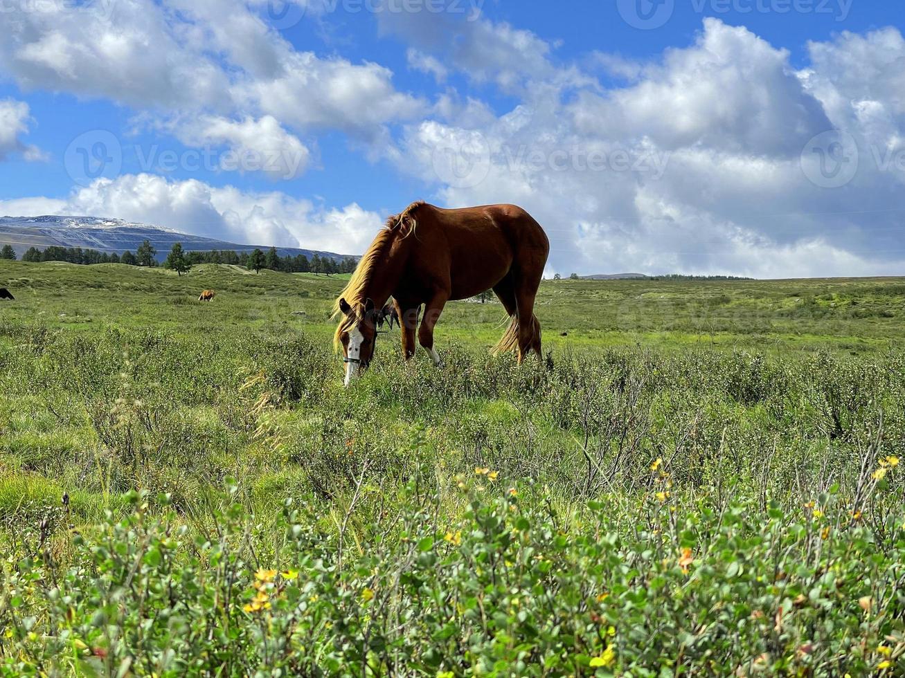 lindo cavalo pastando em um prado em altai foto