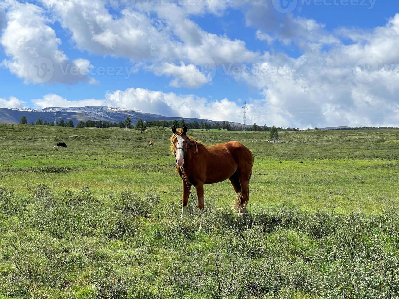 lindo cavalo pastando em um prado em altai foto