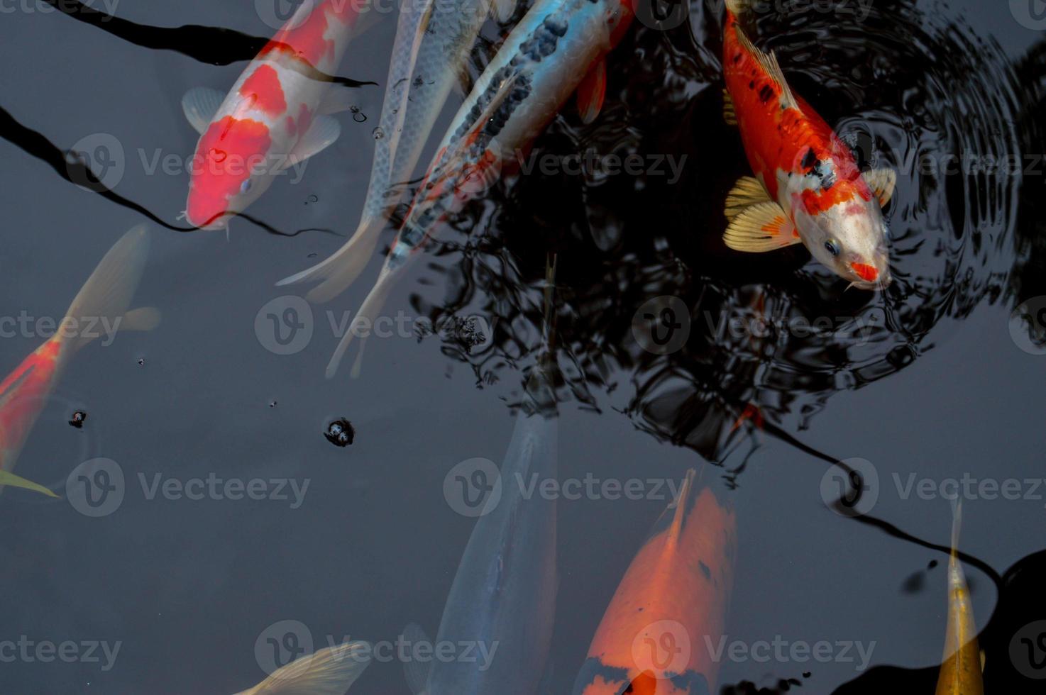 peixes koi nadando na lagoa foto