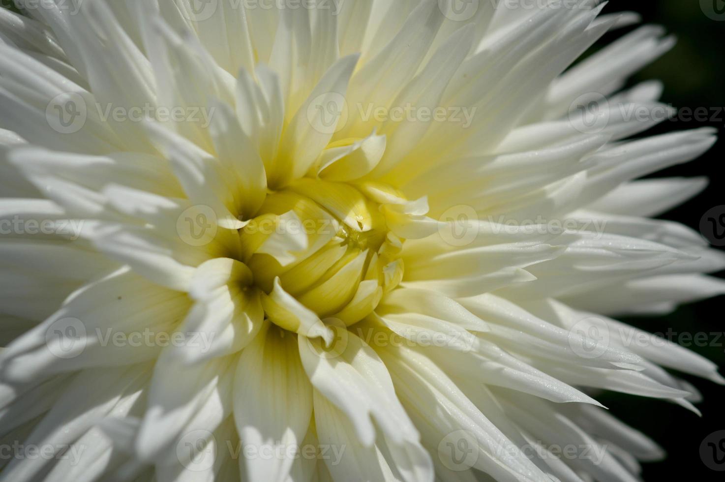 flor branca dália close-up, pétalas, flor branca do jardim 14953205 Foto de  stock no Vecteezy