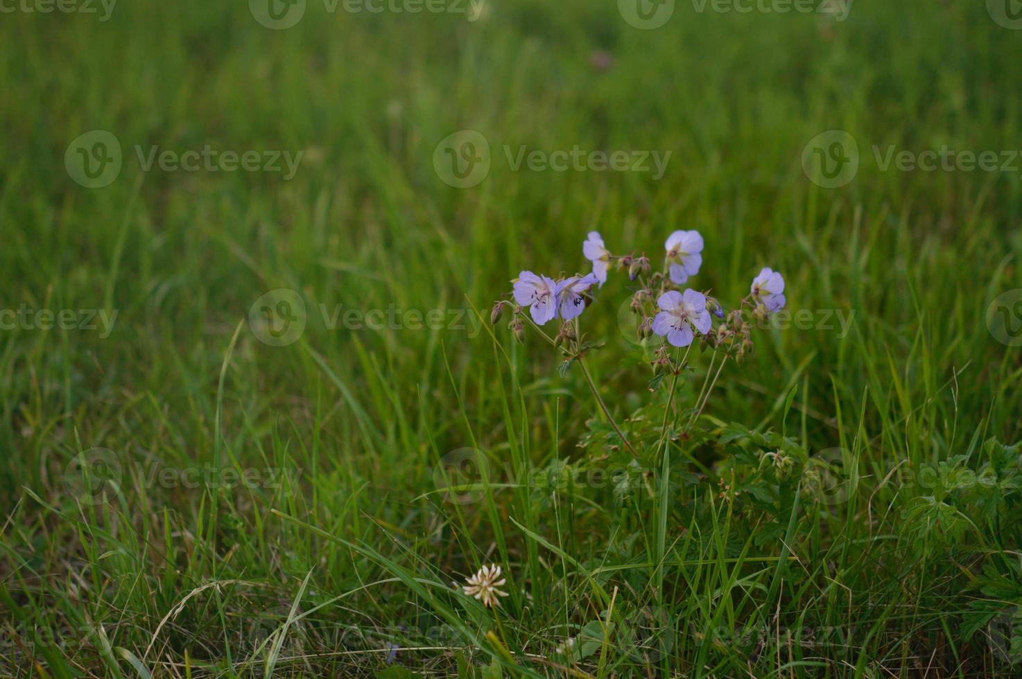 gerânio de prado, bico de guindaste de prado, flor roxa na natureza foto