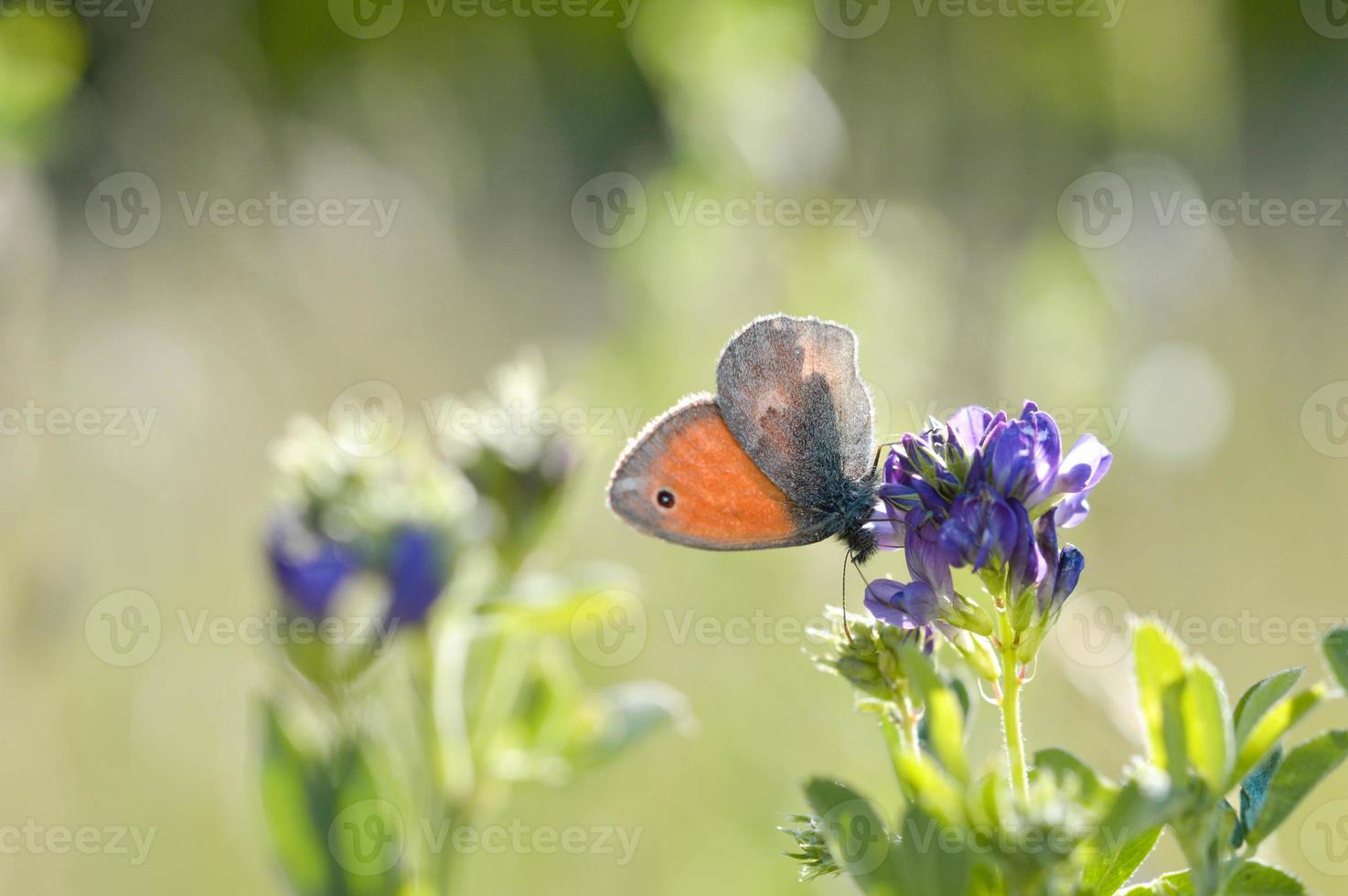 urze pequena, pequena borboleta laranja e cinza foto