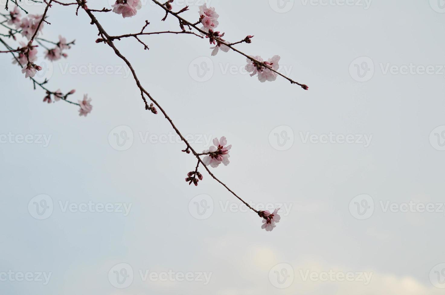 foto da natureza da flor da árvore rosa, pétalas de rosa pastel, primavera