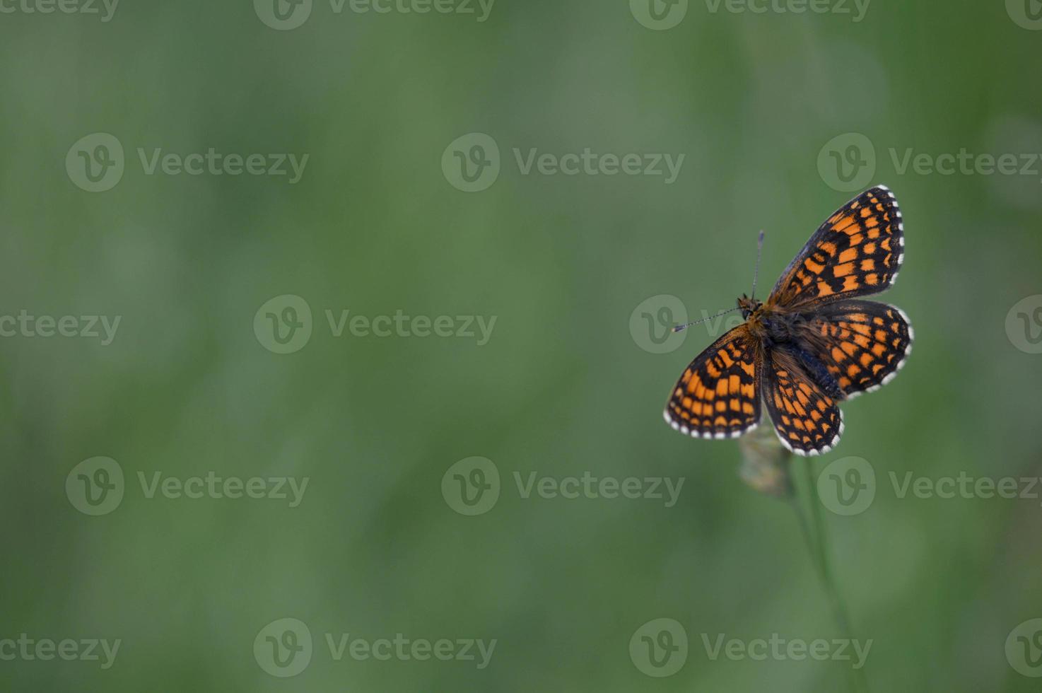 borboleta fritillary de saúde, borboleta laranja na natureza foto