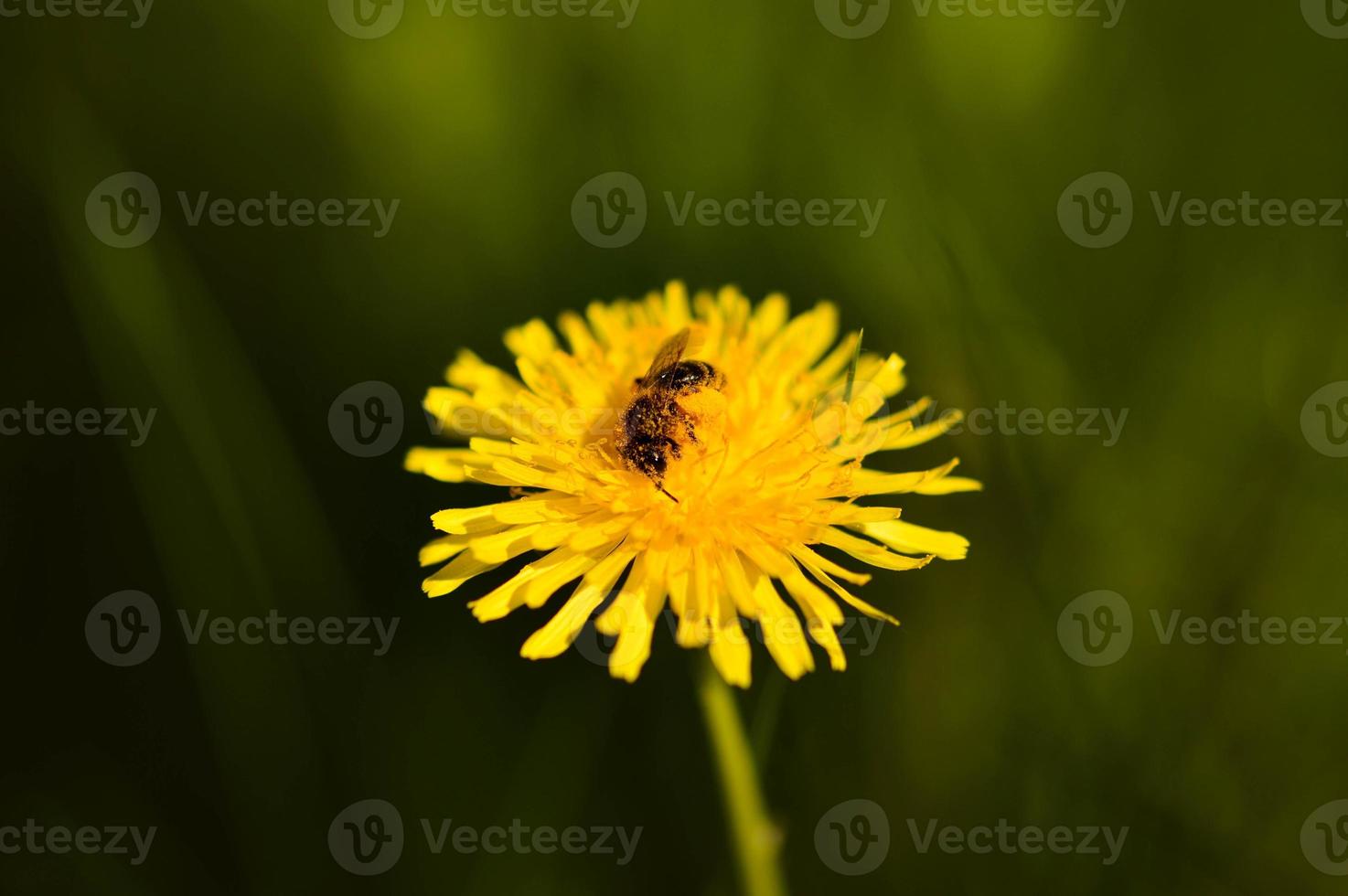 abelha em uma flor de dente de leão, foto da natureza