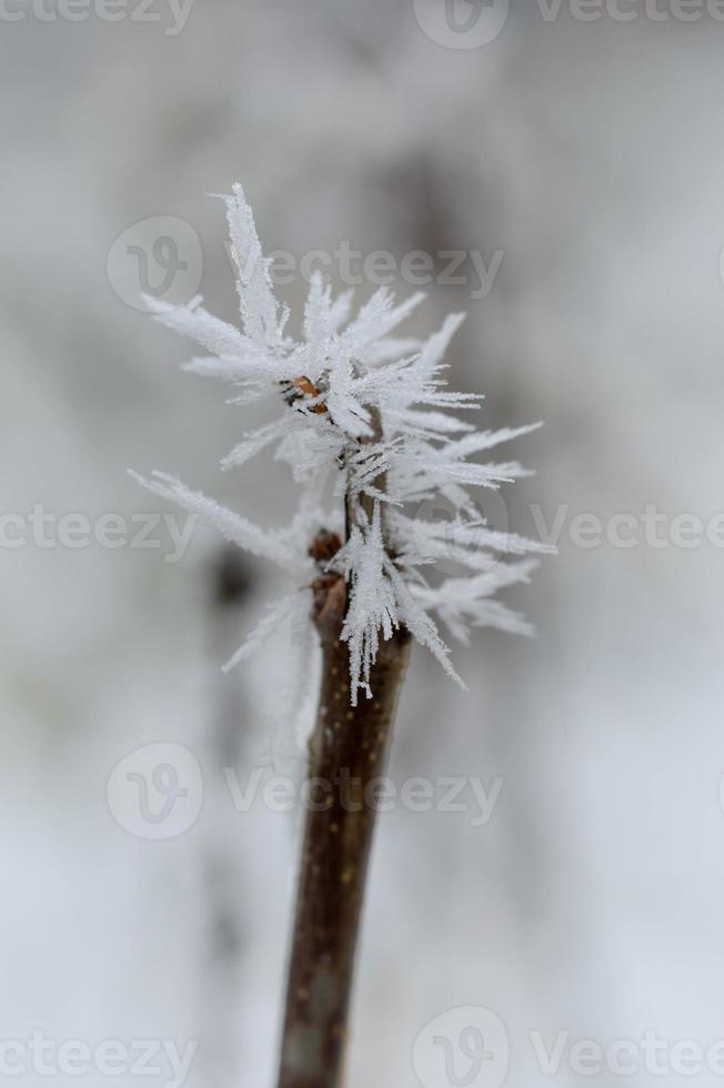 galho de árvore congelado, natureza de inverno, clima frio. foto