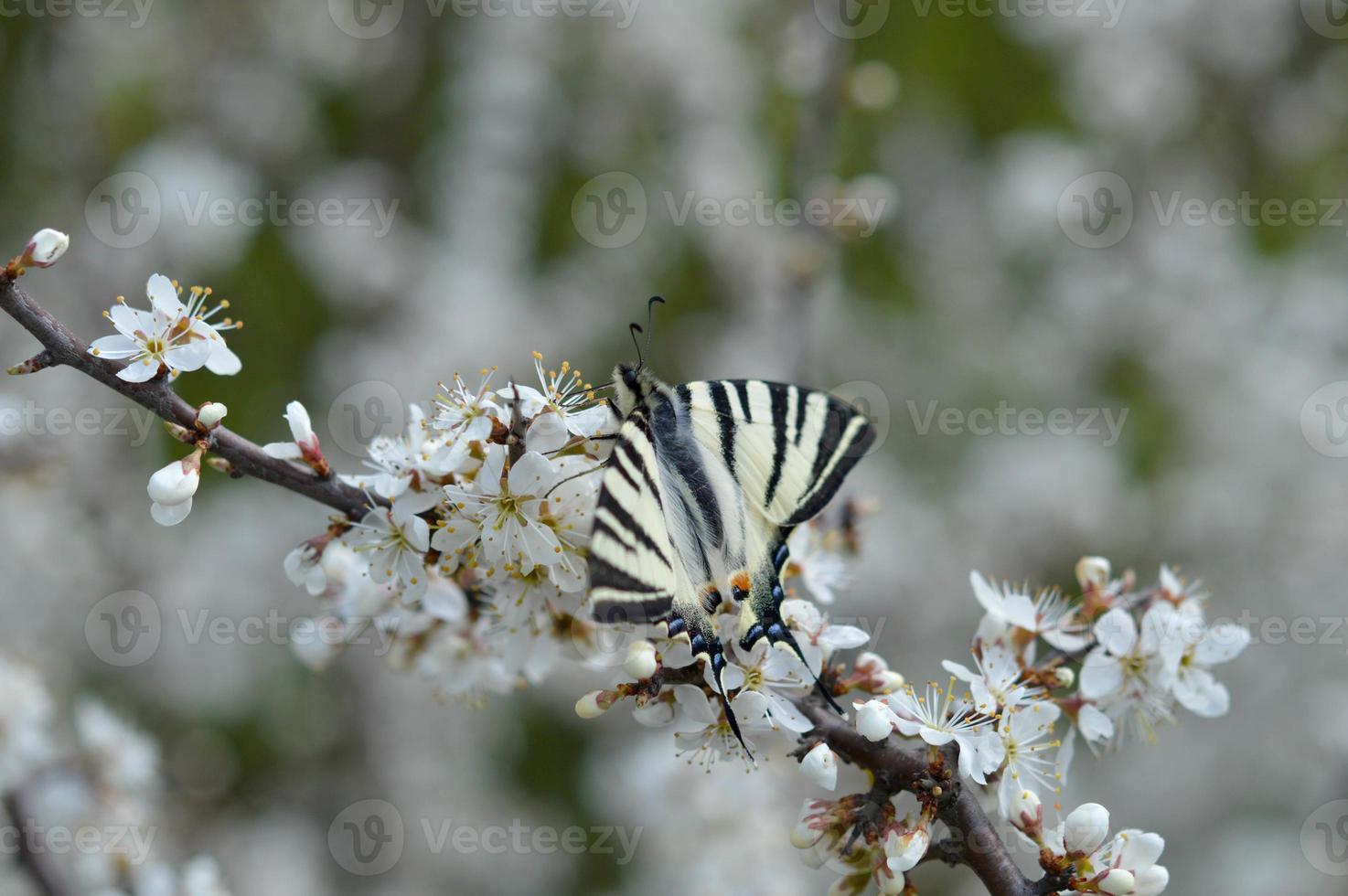 escassa borboleta rabo de andorinha em um galho de árvore florescente foto