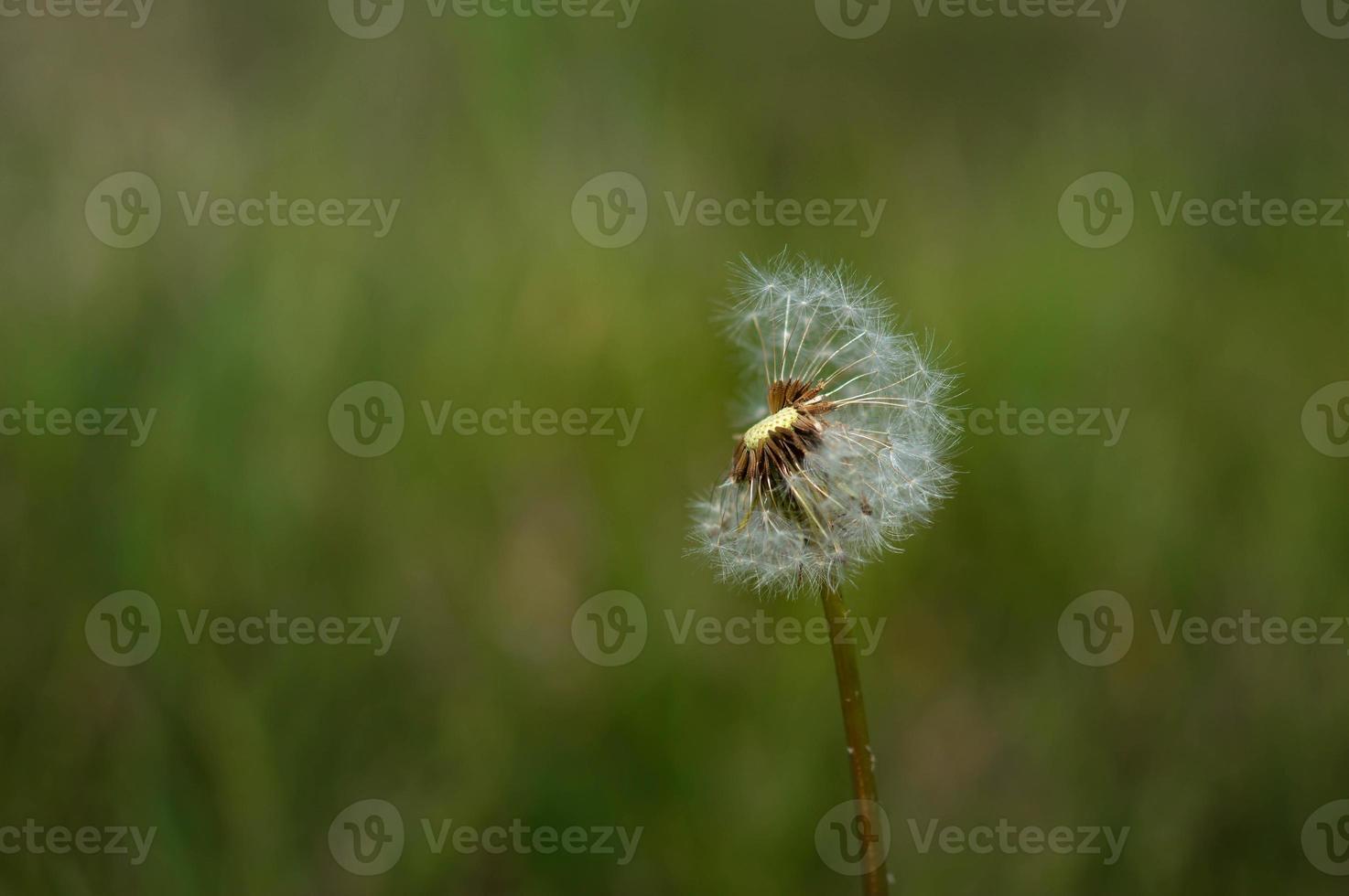 dente de leão na natureza, em ambiente natural, em um campo foto