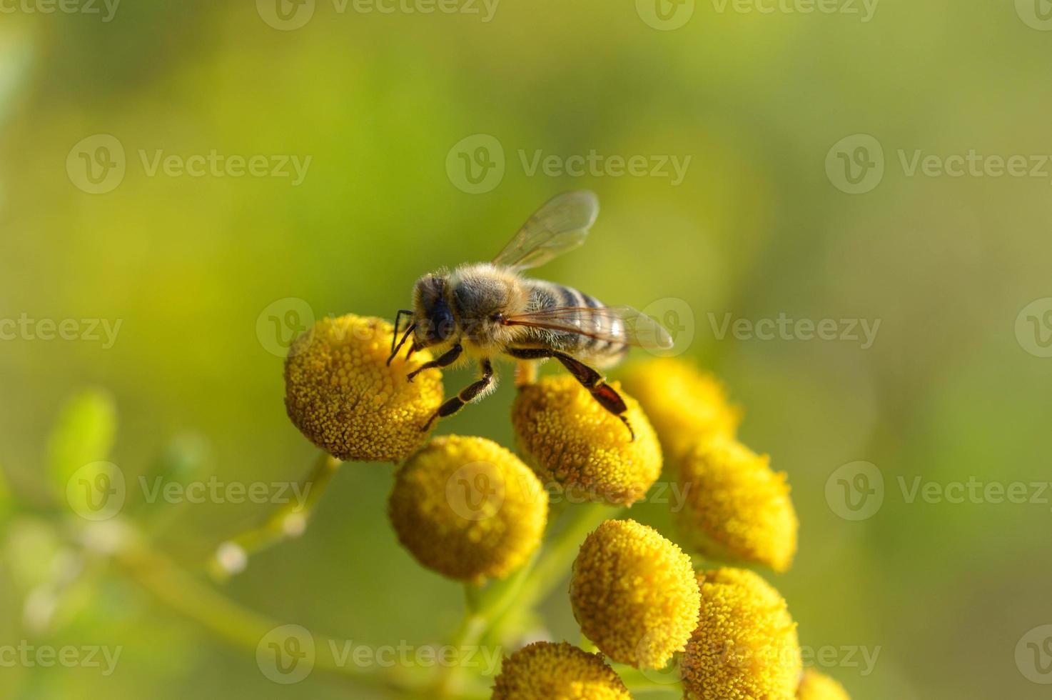 abelha em uma flor amarela tansy, polinizando, close-up. foto