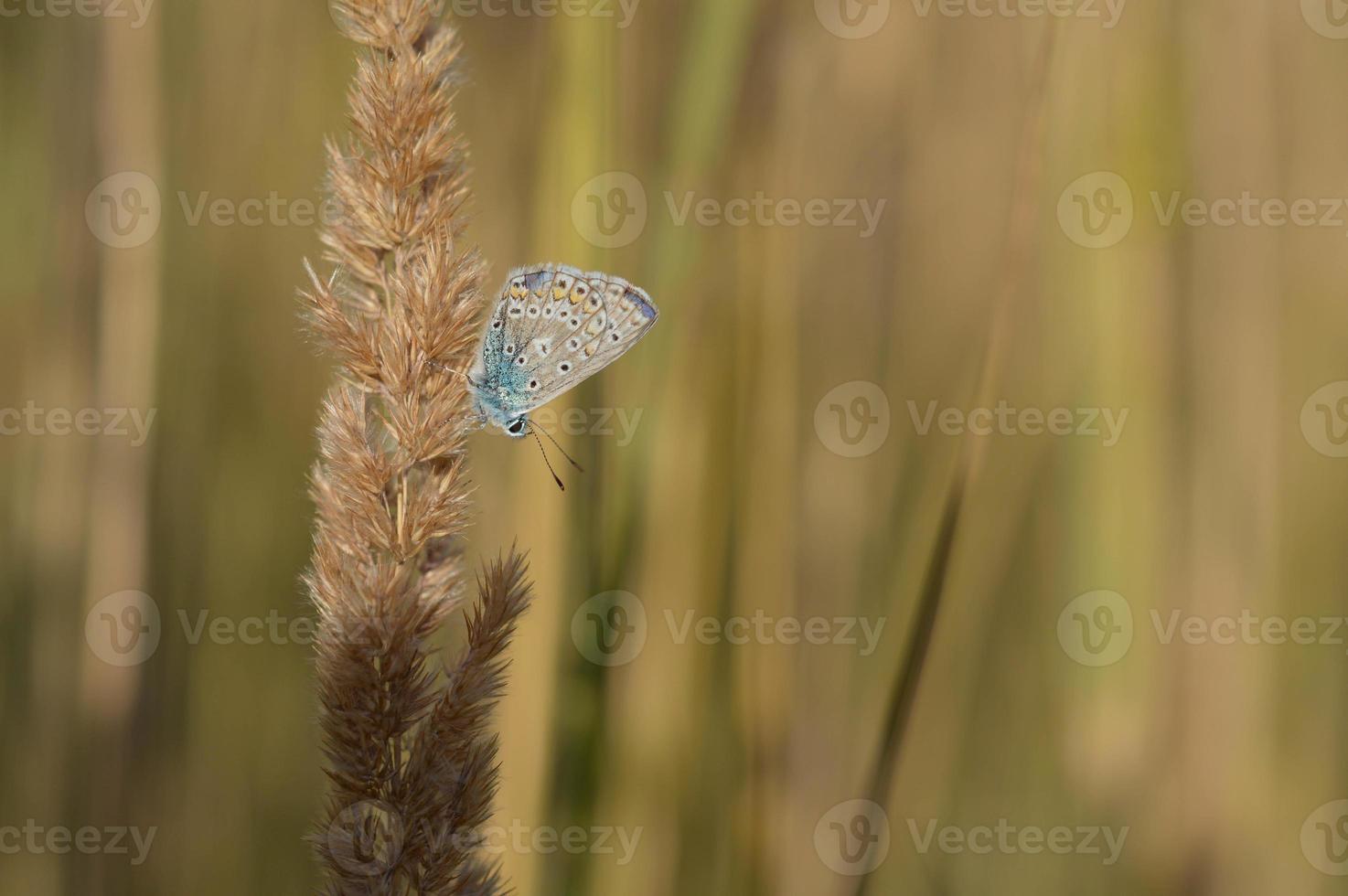 borboleta azul comum, pequena borboleta azul e cinza, macro foto