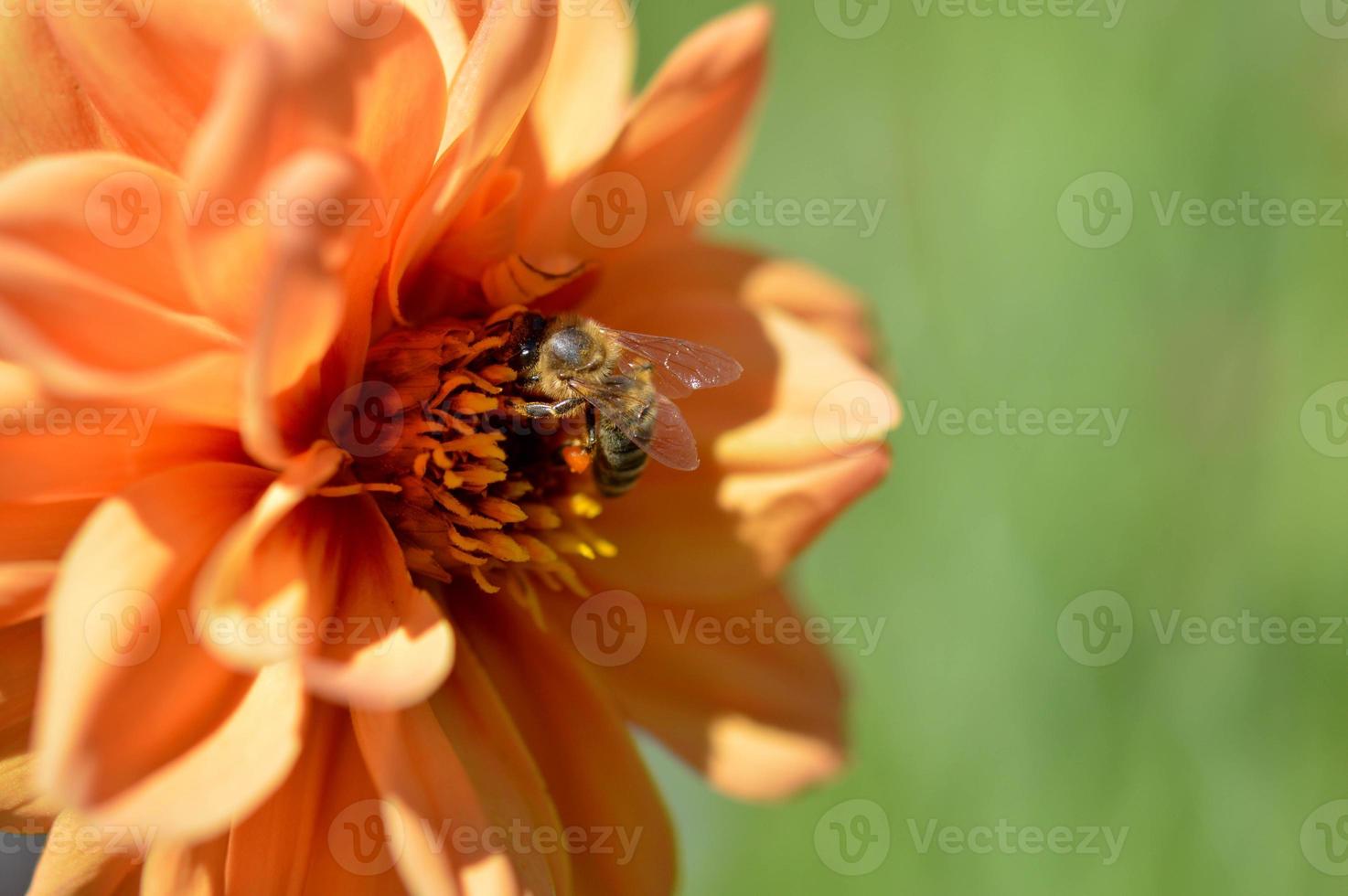 abelha dentro de uma flor dália laranja trabalhando, close-up macro. foto