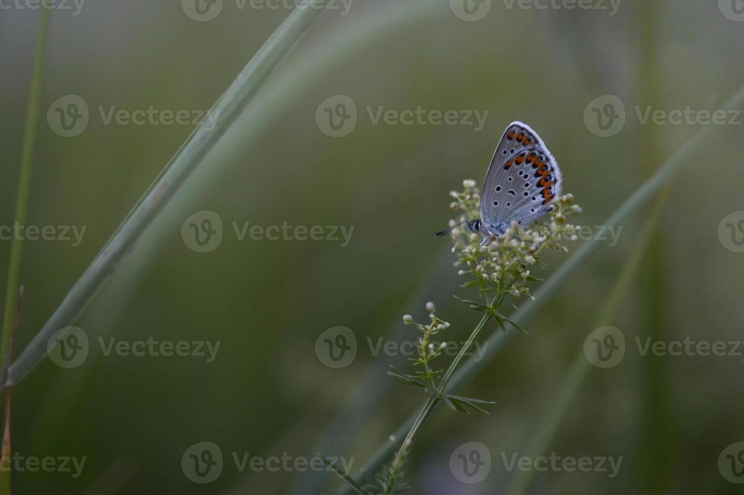 pequena borboleta cinza e azul na natureza em uma planta de perto foto