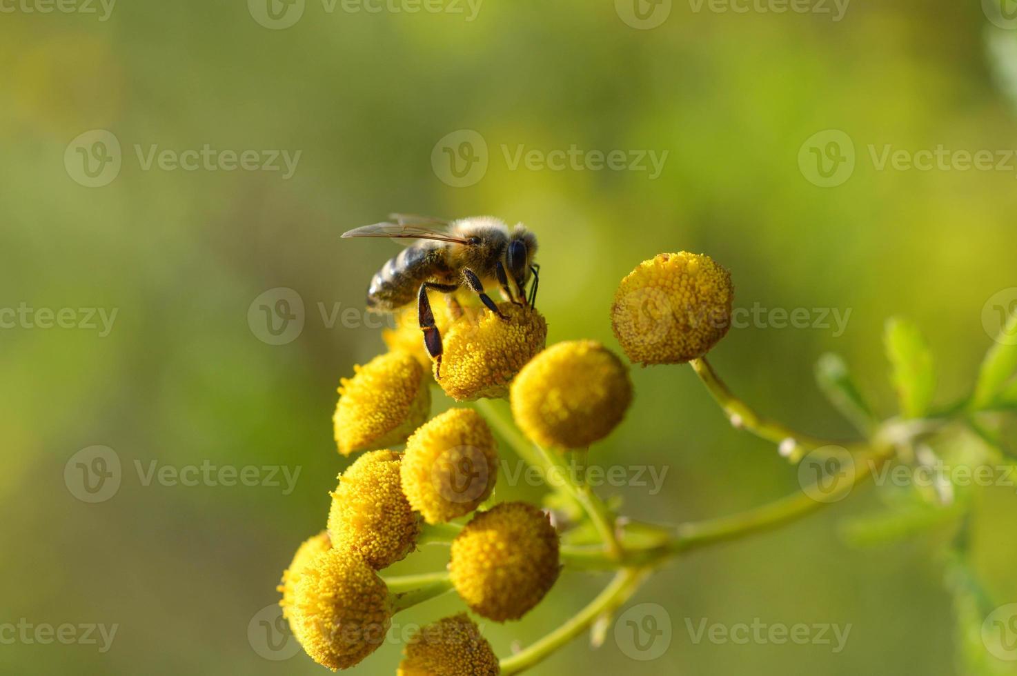 abelha em uma flor amarela tansy, polinizando, close-up. foto