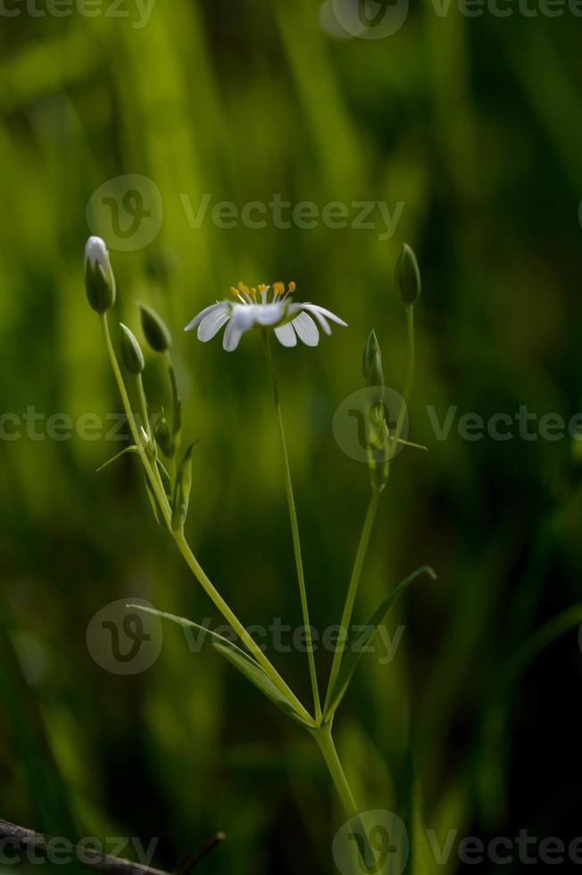 rabelera ponto maior erva pequena flor silvestre branca na natureza foto