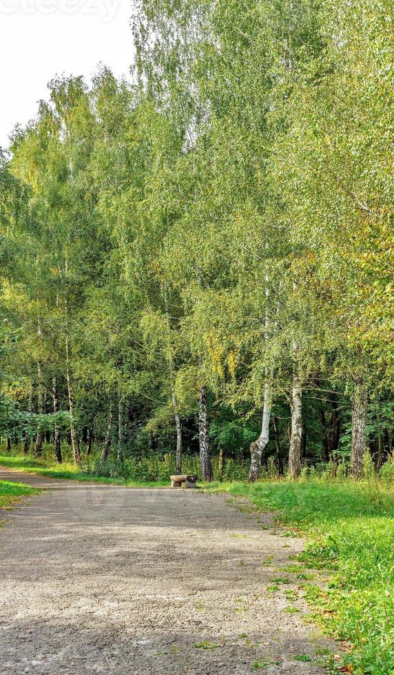 caminho na floresta ou parque. beco de árvore foto