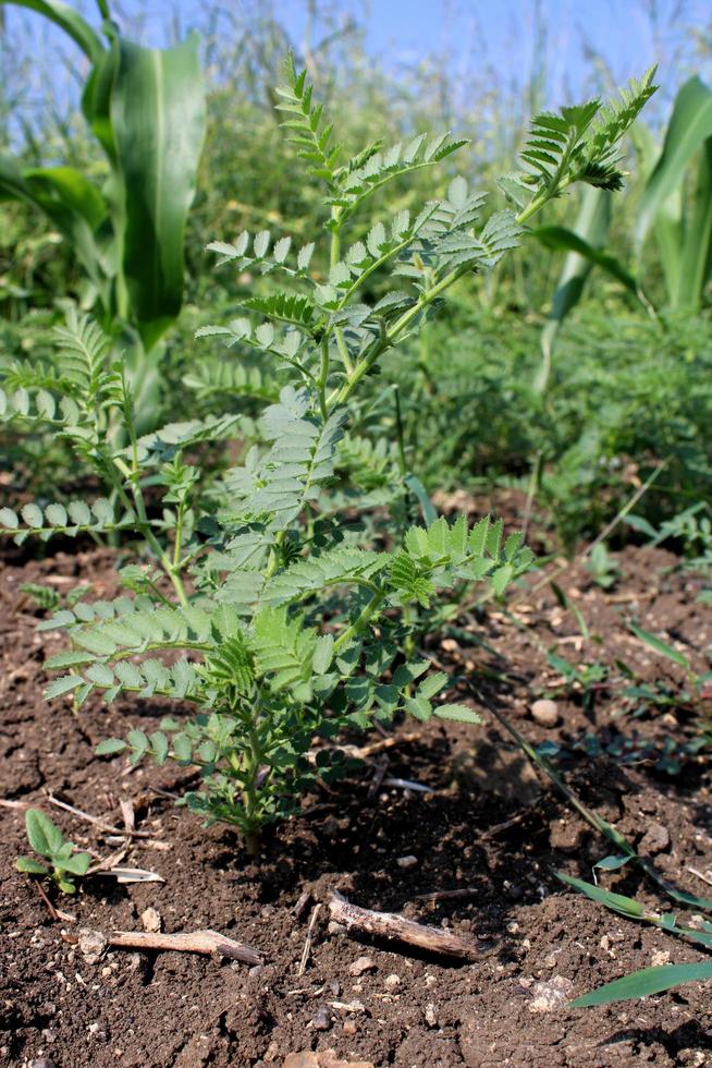 planta de grão de bico em terras agrícolas. foto