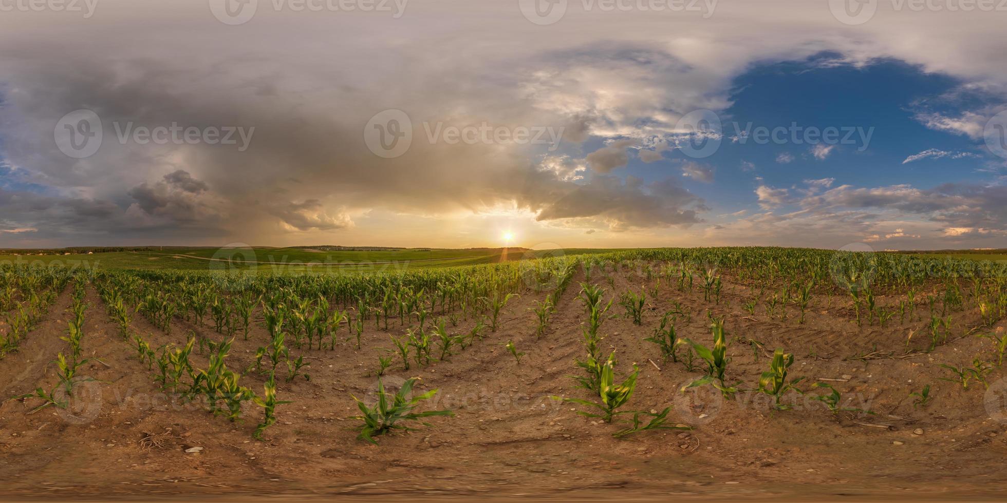 pôr do sol noturno hdri panorama 360 entre campos de milho agrícolas com nuvens rosa em projeção esférica equiretangular pode ser usado como substituto do céu, pronto para conteúdo de realidade virtual foto