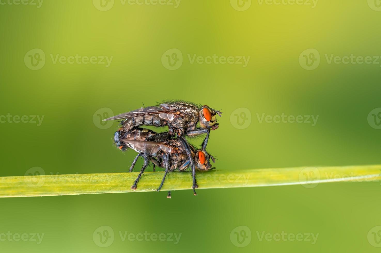 duas duas moscas sentam-se em uma folha de grama e acasalam foto
