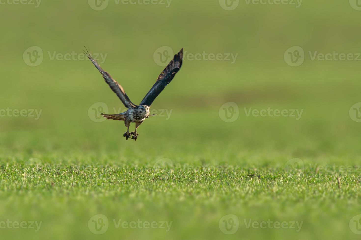 um urubu voa sobre um campo verde foto