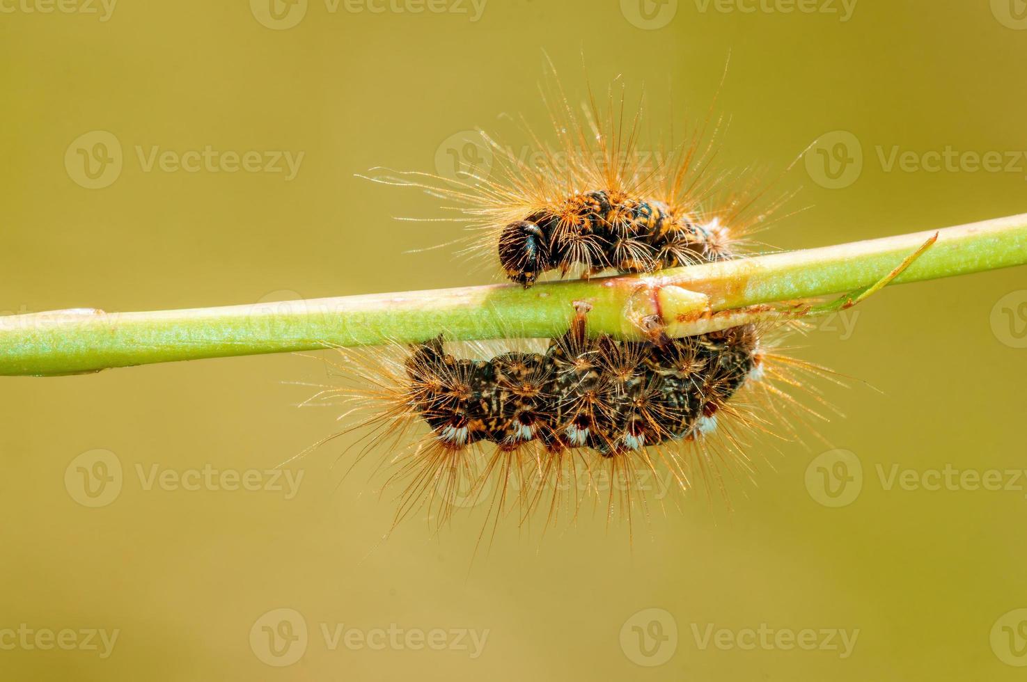 uma lagarta senta-se em uma haste em um prado foto