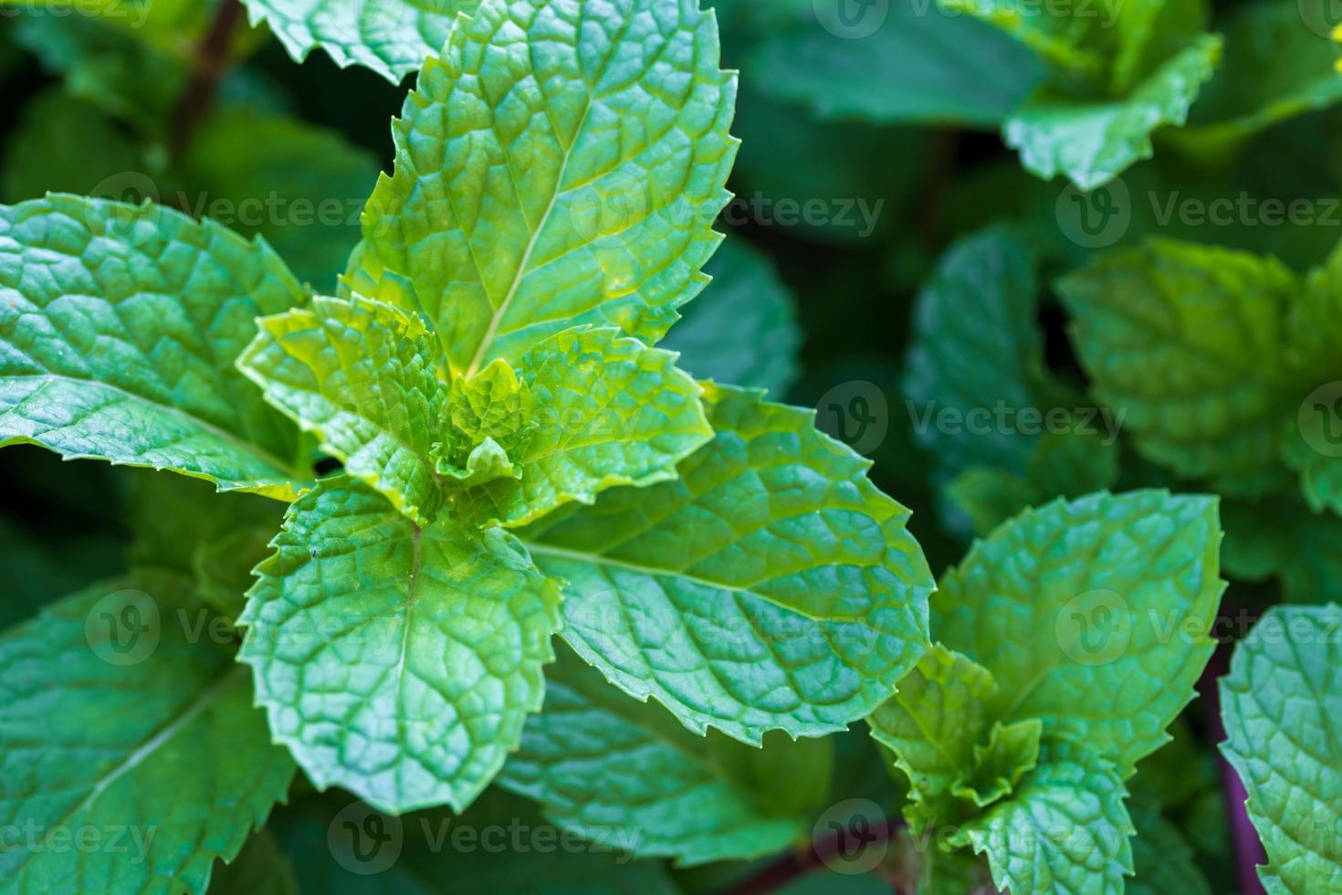 plantas de hortelã crescem na horta. foto