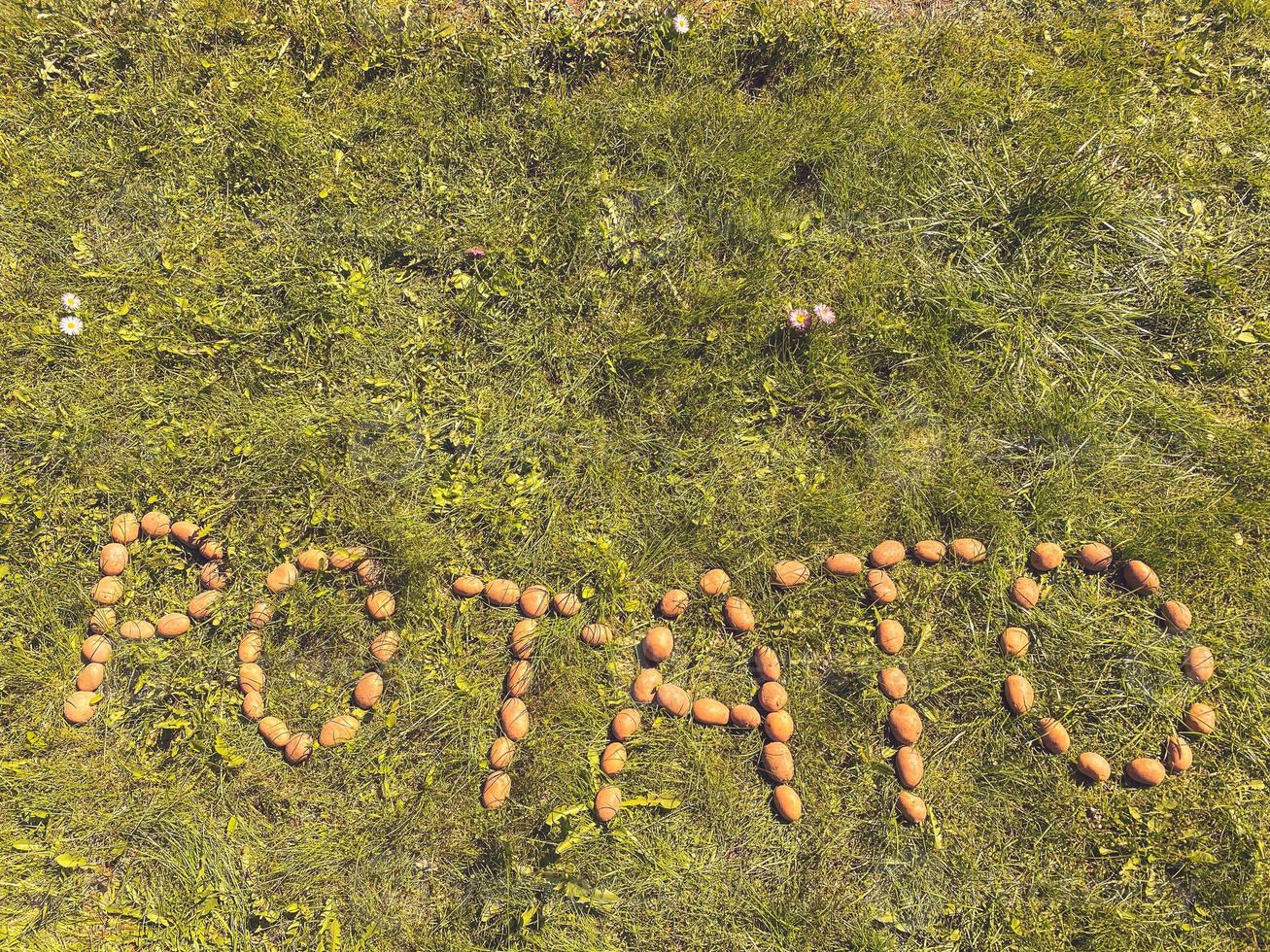 as batatas de inscrição feitas de letras amarelas naturais lindas e saborosas batatas amiláceas saudáveis frescas no chão na grama verde. o fundo foto