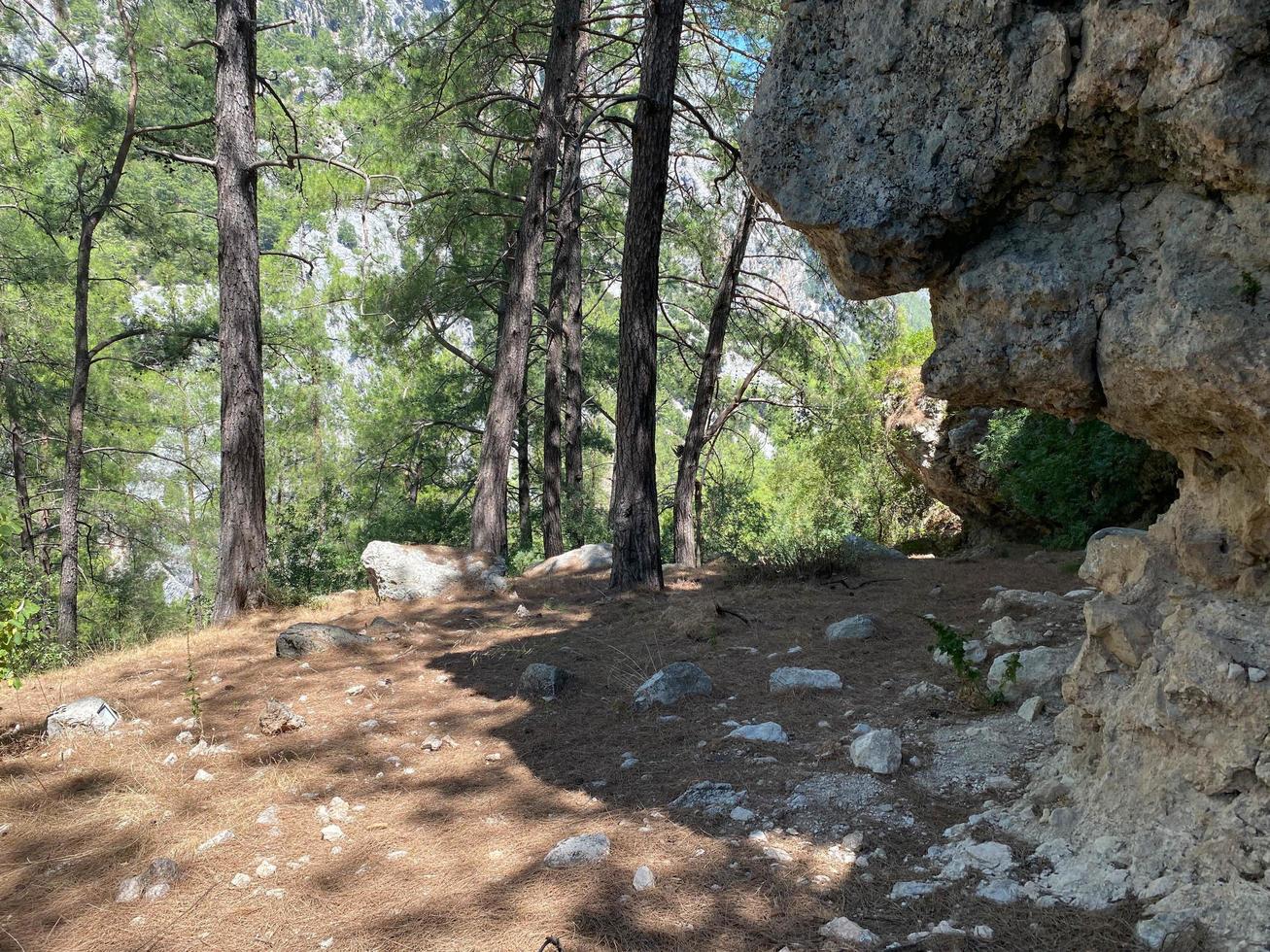 paisagem cênica da floresta com grande pedra musgosa com gramíneas verdes entre matagais e árvores. cenário vívido com grande pedra com moisés e vegetação exuberante. rocha verde com musgo e flora selvagem na floresta foto