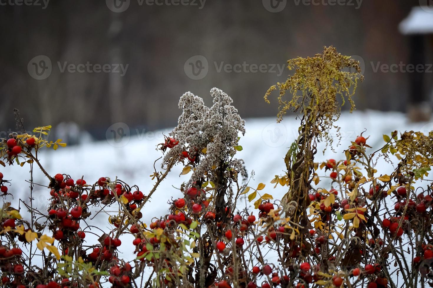 flores secas, fofas e amarelas da planta salidago sobre bagas vermelhas de rosa mosqueta no inverno foto