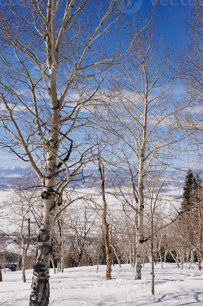 um pequeno bosque de álamos em frente a uma vista espetacular das montanhas cobertas de neve de steamboat, colorado. foto