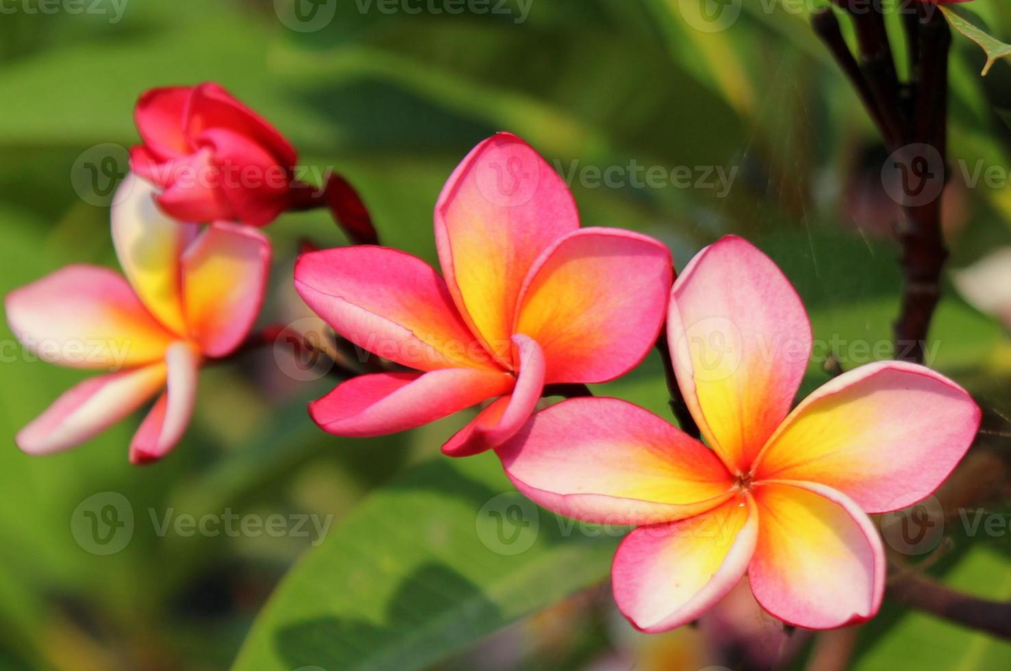 viajar para bangkok, tailândia. flores rosa-amarelas de plumeria no galho do parque. foto