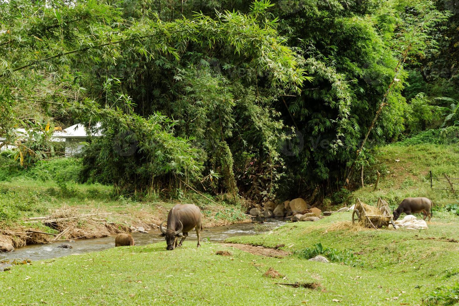 paisagem rural com búfalos em uma grama perto de rio de montanha e floresta de bambu. Chiang Dao, Tailândia. foto