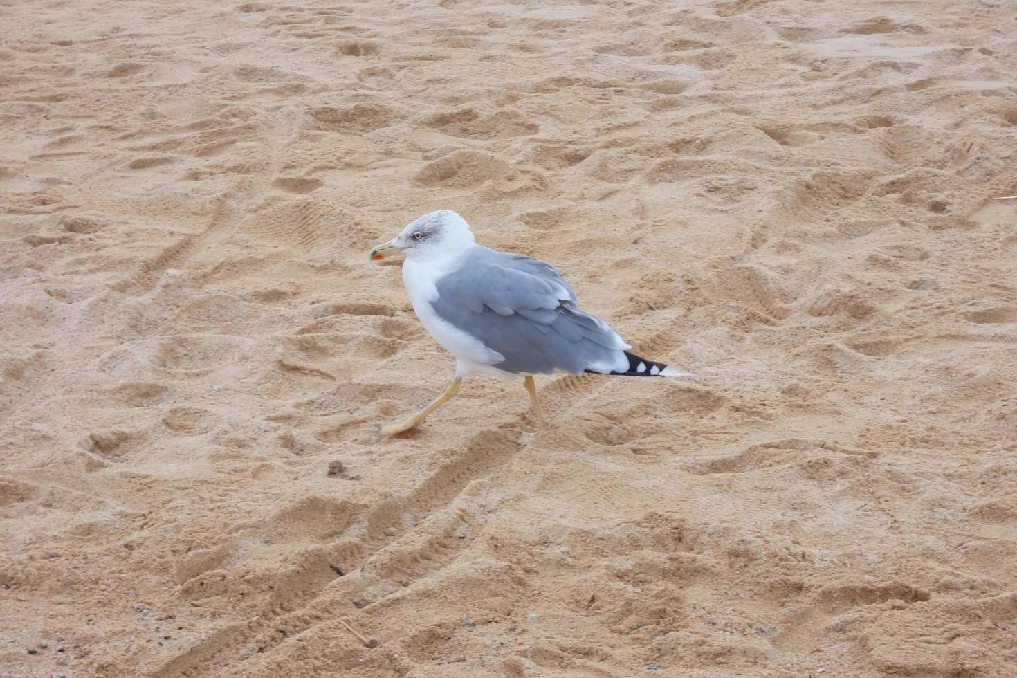 gaivotas selvagens na natureza ao longo das falésias da costa brava catalã, mediterrâneo, espanha. foto