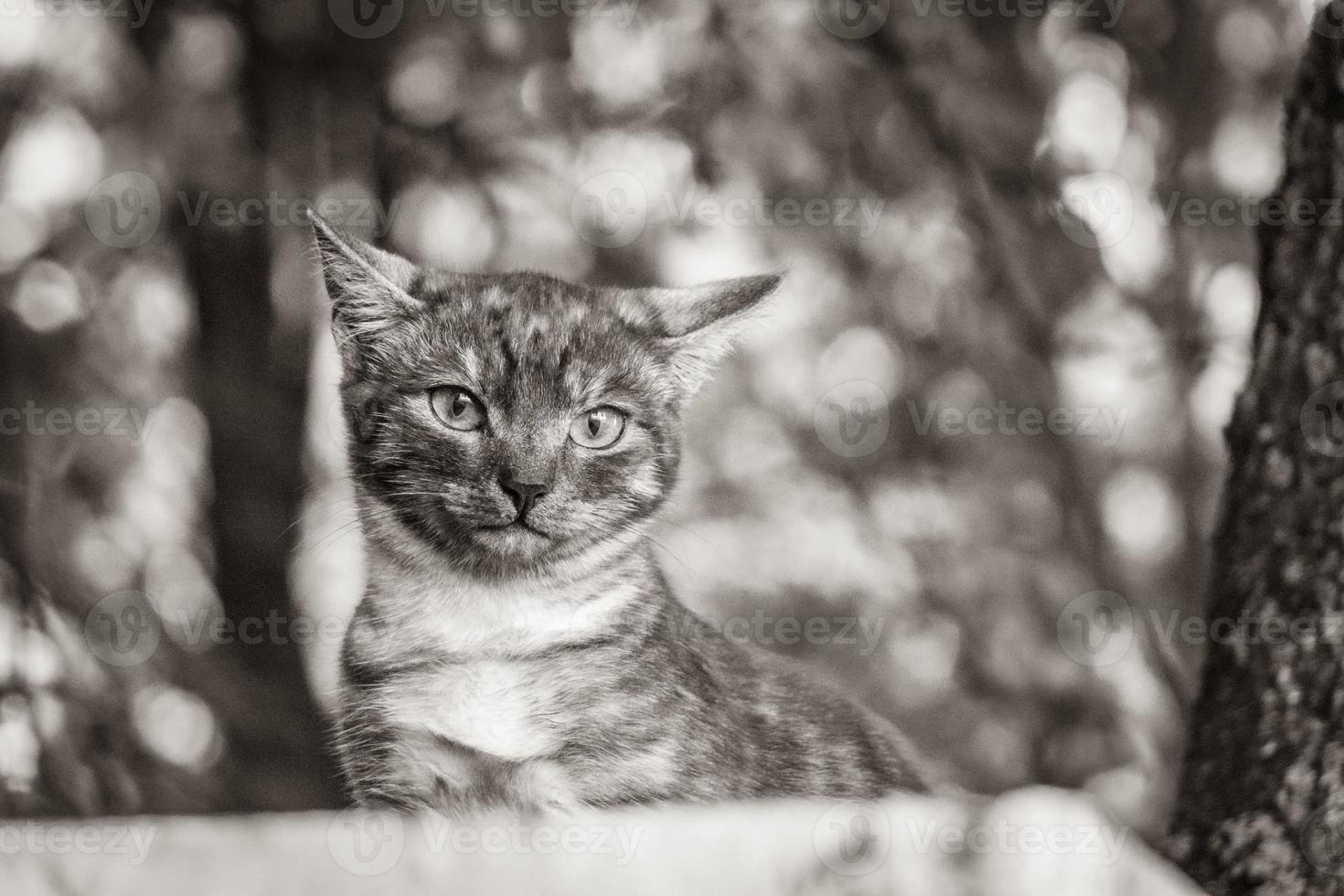 lindo gato fofo com fundo de natureza verde olhos amarelos minsk. foto