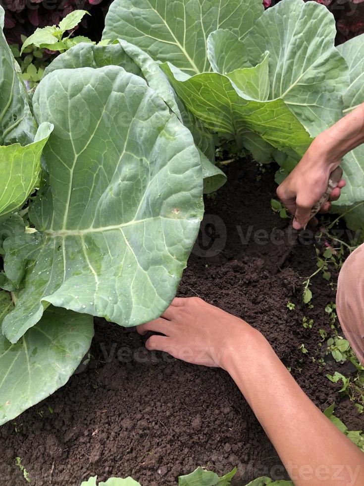 o processo de retirada do solo ao redor das plantas em plantações de terras altas foto