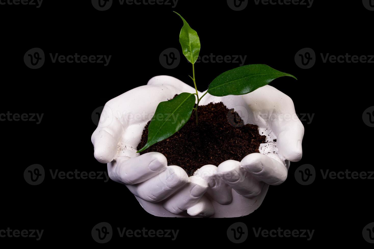 jovem broto pequeno para plantar no chão nas mãos, duas mãos segurando uma jovem planta verde, plantar árvore, amar a natureza, salvar o mundo, ecologia, proteção ambiental foto