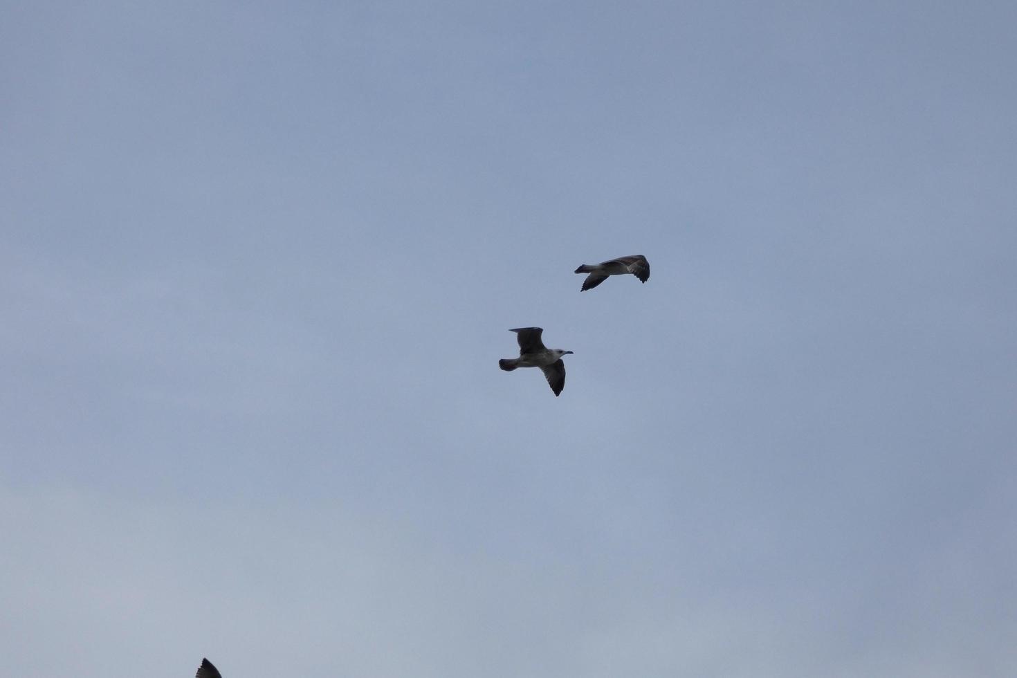 gaivotas selvagens na natureza ao longo das falésias da costa brava catalã, mediterrâneo, espanha. foto