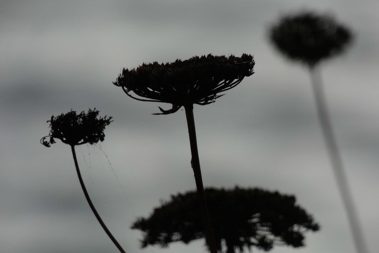 flores secas e folhas mediterrâneas com fundo marinho foto