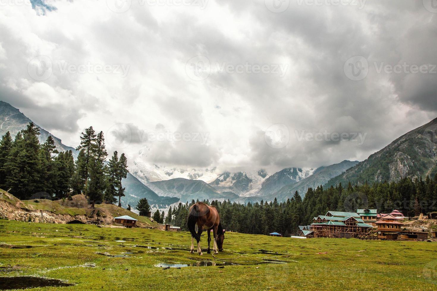 horas pastando no pasto prados de fadas nanga parbat montanhas ponto de vista foto