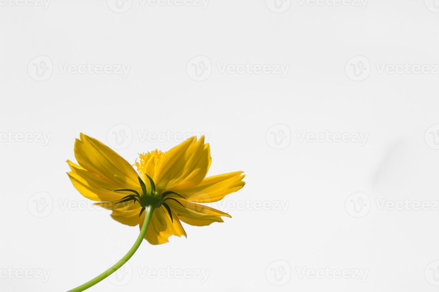 lindas flores amarelas starburst ou flores cosmos na natureza em um fundo branco, na natureza uma cor amarela clara, muito espaço para escrever e fazer um pôster. foto